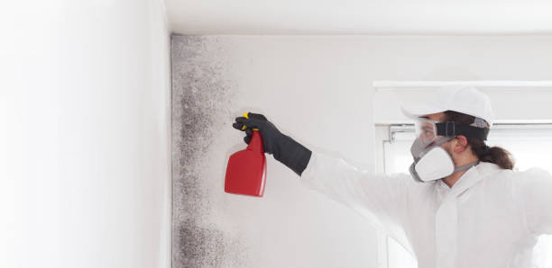 Best Attic Mold Removal  in Proctor, MN