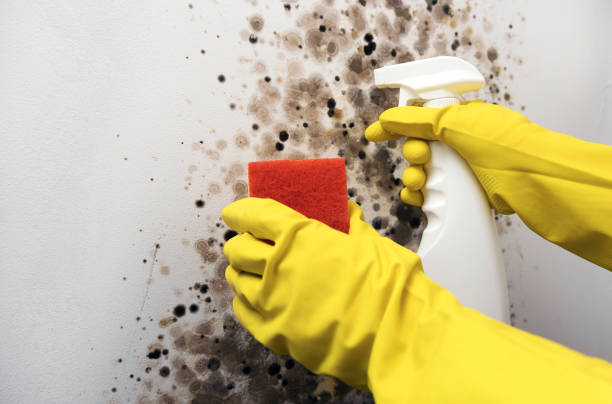 Best Crawl Space Mold Removal  in Proctor, MN